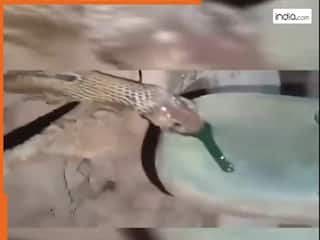 Saanp Ka Video: सांप काटते समय कितना जहर छोड़ता है? 19 सेकंड के वीडियो ने उड़ाए होश | देखें यहां