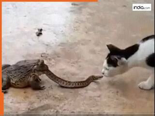 कोबरा खुद बन गया मेंढक का शिकार, सांप को आधा निगला ही था तभी आ गई बिल्ली... फिर हुआ खेला। Video
