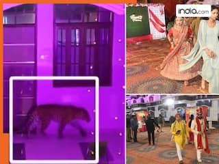 Leopard Ka video: शादी में अचानक पहुंच गया तेंदुआ, मचा हड़कंप- दूल्हा-दुल्हन भी जान बचाकर भागे | देखें वीडियो