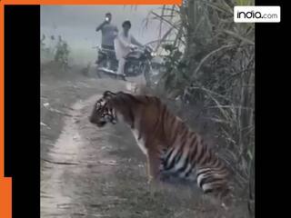 Tiger Ka Video: खेत में किसान का हो गया खूंखार टाइगर से सामना, आगे हुआ दिल दहला देने वाला वाकया, देखें वीडियो