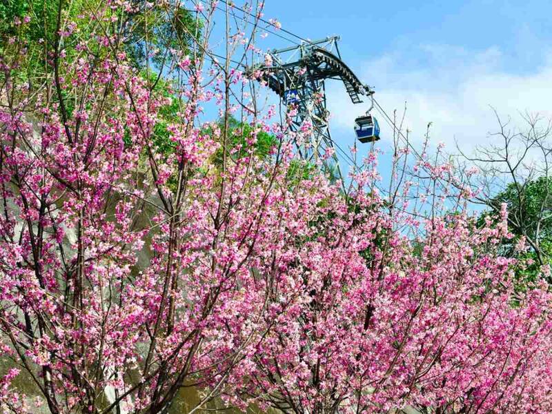 Unlock The Secrets Of Hong Kong Airports Cherry Blossom Garden - Visit Now!
