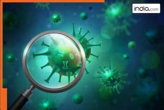 How new bat virus is different from Covid 19? All you need to know about HKU5-CoV2