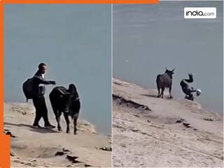 मदद करने गए शख्स को सांड ने इस अंदाज में कहा 'थैंक यू', Viral Video देख आप भी हो जाएंगे हैरान