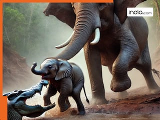 Viral Video: मगरमच्छ ने नन्हे हाथी पर कर दिया हमला, अगले पल जो हुआ देख हैरान हो गए लोग |  देखें वीडियो