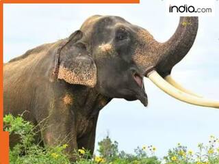 आंध्र प्रदेश में श्रद्धालुओं पर हाथियों के झुंड ने किया हमला, 5 लोगों की मौत, कई घायल