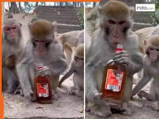 Bandar Ka Video: लड़के ने बंदर को दे दी शराब की बोतल, फिर जो हुआ देखकर हिल जाएगा आपका दिमाग | देखें वीडियो