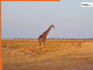 Wild Animal Video: शेरनियों के झुंड ने पूरी ताकत लगा ली, मगर सबकी हवा गुम करता चला गया अकेला जिराफ | देखें वीडियो
