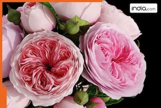 World's most expensive rose costs Rs..., you can buy a house and even diamonds with the same amount, it is named...