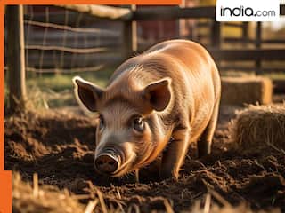 इंसानों में लगेगी सूअर की किडनी, अमेरिका ने दी ट्रायल को मंजूरी, जानें कैसे इस जानवर के दिल और फेफड़े से भी बचेंगी जिंदगियां