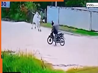 Wild Animal Video: बाइक सवार को देखते ही चढ़ गया सांड का पारा, उठाकर खेत में पटक आया | देखें वीडियो