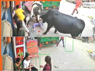Wild Animal Video: बाजार में चिली पोटैटो खाना लड़कियों को पड़ गया महंगा, दो सांडों की लड़ाई में पिस गईं तीनों | देखें वीडियो