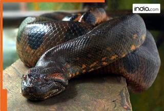 Did Vasuki Naag exist? This massive snake once roamed in India's..., it was the largest snake to....