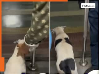 कुत्ते की समझदारी देख हैरान रह जाएंगे आप, स्टेशन पर ट्रेन रुकने के बाद ही किया ये काम। देखें Video
