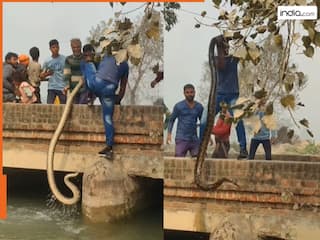 Viral Video: रस्सी की तरह नहर से अजगर को खींच लाया शख्स, वीडियो देख खड़े हो जाएंगे रोंगटे