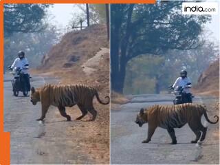 सड़क से गुजर रहा था शख्स अचानक सामने आ गया टाइगर, फिर जो हुआ...देखें Video