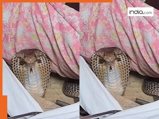 Cobra Ka Video: तकिए के अंदर मौत बनकर छिपा था कोबरा,  फिर आगे जो हुआ देख कांप उठे लोग | देखें वीडियो
