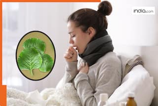 सर्दी-जुकाम की जकड़न को जड़ से गायब कर सकता है अजवाइन का पत्ता! जानें इस्तेमाल करने का सही तरीका
