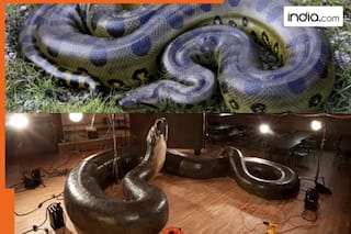 Largest snake in the world is not Anaconda or python, its name is..., it is found in...