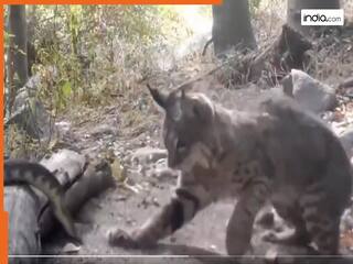 Snake Fight Video: बिल्ली ने खतरनाक सांप को चटाई धूल, जंगल की इस जानलेवा लड़ाई का वीडियो देख रोंगटे खड़े हो जाएंगे!