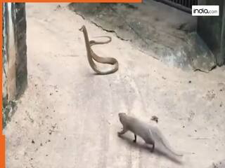 Sanp ka Video: सांप और नेवले की ऐसी लड़ाई, जिसे देखकर कहेंगे आप 'ये सीन पहले क्यों नहीं देखा'! देखें Viral वीडियो