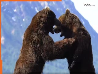 Bhalu Ka Video: दो भयानक भालू के बीच हुई खौफनाक लड़ाई, वायरल वीडियो ने सोशल मीडिया पर मचाया हंगामा