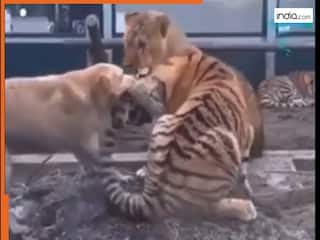 Animal Fight Video: बाघ और शेर की लड़ाई के बीच में आया डॉगी, फिर जो हुआ देखकर हिल गया इंटरनेट | देखें वीडियो