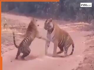 Tiger fight Video: दो बाघों में छिड़ी जंग, खूंखार जानवरों की लड़ाई से हिल गया जंगल। देखें वीडियो