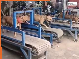 डॉगी की ट्रेनिंग जमकर हुई वायरल, दर्दनाक वीडियो देख कांप उठा सोशल मीडिया | देखें Video