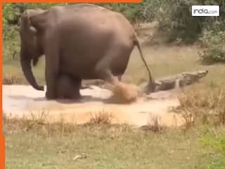 मगरमच्छ ने किया हमला, हाथी ने बच्चे को बचाने के लिए पानी में मचा दी तबाही | देखें Video