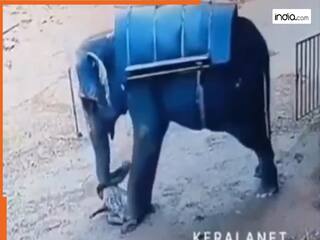 रखवाले पर भड़क उठा हाथी, गुस्से में बेरहमी से कुचल डाला, दर्दनाक वीडियो तेजी से हुआ वायरल