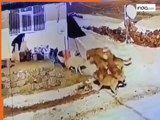Animal Fight Video: भेड़ियों के झुंड के सामने अकेला था डॉगी, फिर जो हुआ किसी फिल्म से कम नहीं! देखें वीडियो