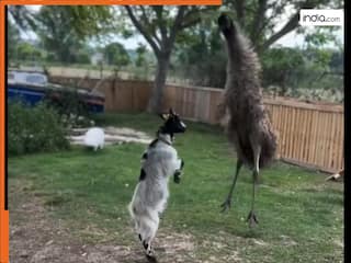 कभी देखा है बकरे और पक्षी का डांस? दोनों ने लगाए जबरदस्त ठुमके, वायरल वीडियो देख हंसते-हंसते लोटपोट हुए लोग!