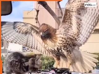 खतरनाक बाज ने किया बिल्ली के बच्चे पर हमला, ठीक आमने-सामने थे दोनों, लेकिन फिर... देखें वायरल वीडियो