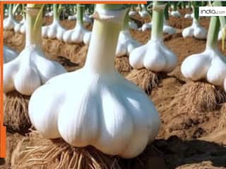शारीरिक समस्याओं को चुटकी में दूर करता है लहसुन, रखता है चुस्त-दुरुस्त और तंदुरुस्त