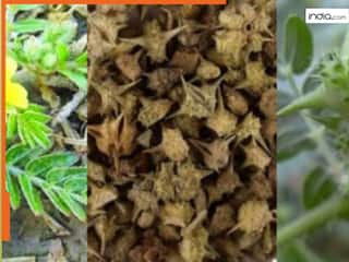 औषधीय गुणों से भरपूर है गोखरू, पुरुषों में स्टेमिना बढ़ाने से लेकर ब्लड प्रेशर को भी कंट्रोल करने में है फायदेमंद