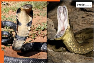 King Cobra vs. Anaconda: Who will win in a fight—powerful venom or deadly grip?