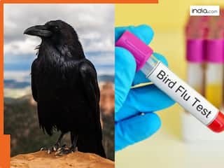 बिहार के जहानाबाद में बर्ड फ्लू का खतरा बढ़ा, कई कौओं की मौत के बाद फैली दहशत