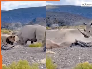 Wild Animal Fight Video: शेर-शेरनी मिलकर भी गैंडे जीत ना सके, उल्टे पांव भागना पड़ा | देखें वीडियो