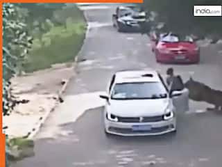 Sher Ka Video: कार से उतरकर पति से बहस करने लगी पत्नी, तभी दबोचकर ले गया शेर | देखें वीडियो