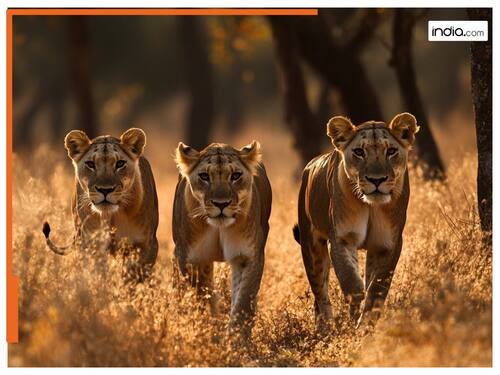 india.com top news