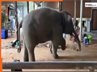 Hathi Ka Video: मंदिर में भजन सुनते ही नाचने लगा छोटा हाथी, ढोल पर ऐसा मटका देखते रह जाएंगे | देखें वीडियो