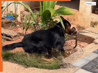 Viral Video: Rottweiler डॉग ने किंग कोबरा के कर दिए काटकर टुकड़े, दिल दहला देगा ये डरावना वीडियो