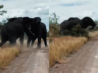 Hathi Ka Video: दो हाथियों की लड़ाई में पेड़ का निकल गया कचूमर, भयानक सीन देख दहल उठा जंगल | देखें वीडियो