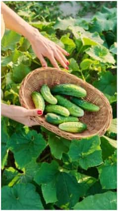 बस 1 लाख लगाकर शुरू करें ये बिजनेस, हर महीने मिलेगा 8 गुना रिटर्न