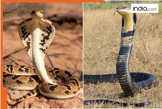 King Cobra VS Russell's Viper: Which is more dangerous? What's the difference?