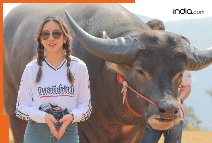 Meet King Kong, tallest water buffalo in world, eats 35kg of food daily, he is from...