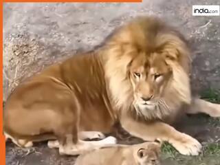 Sher Ka Video: जो किसी से नहीं डरा अपने बच्चे से ही डर गया, शेर का यह वीडियो होश उड़ा देगा | देखिए