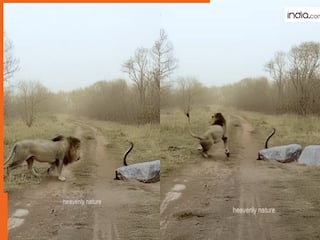 Sher Ka Video: किंग कोबरा पर हमला कर फंस गया शेर, ऐसा भयंकर पलटवार हुआ हिल जाएंगे | देखें वीडियो