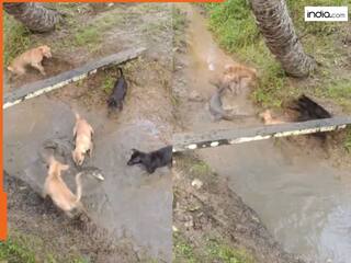 पानी से निकलकर कुत्तों पर गुर्राया 'मगरमच्छ', फिर हुआ कुछ ऐसा जान बचाकर भागने को हो गया मजबूर| देखें Video