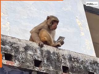 Viral Video: बंदर ने महंगा फोन लौटाने के बदले की डील, बदले में ली ऐसी चीज हर कोई रह गया दंग